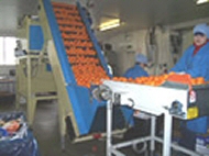 Fruit Packing